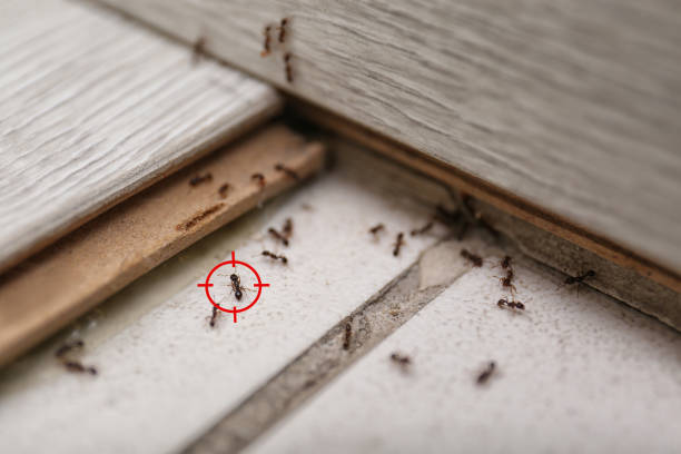 Best Emergency Pest Control  in Frederickson, WA
